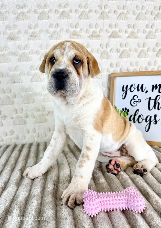 Gloria – Chinese Shar-Pei, Cocker Spaniel puppy for sale in Indianapolis, IN