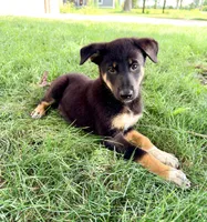 Thor, a male Australian Cattle Dog and German Shepherd Dog for sale in Indianapolis, IN – 5 of 5