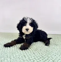 Casper, a male Miniature Bernedoodle for sale in Indianapolis, IN – 5 of 6