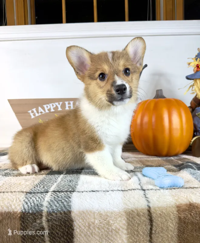 CKC Parker – Pembroke Welsh Corgi puppy for sale in Indianapolis, IN
