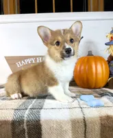 CKC Parker, a male Pembroke Welsh Corgi for sale in Indianapolis, IN – 2 of 3