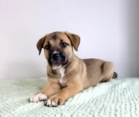 Mack, a male Border Collie and Cane Corso for sale in Indianapolis, IN – 2 of 6