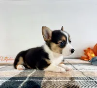 CKC Gwen, a female Pembroke Welsh Corgi for sale in Indianapolis, IN – 3 of 4