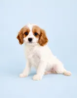 Angel, a female Cavapoo for sale in Indianapolis, IN – 4 of 5