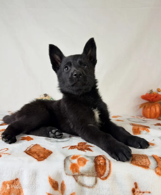 AKC Nova – German Shepherd Dog puppy for sale in Indianapolis, IN