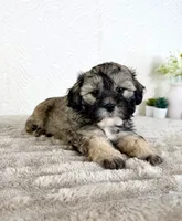 Teddy, a male Shihpoo for sale in Indianapolis, IN – 4 of 5