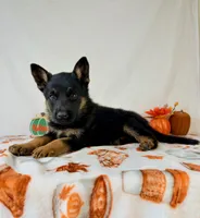 Bear, a male German Shepherd Dog for sale in Indianapolis, IN – 4 of 5
