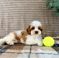 Pearl, a female Cavapoo for sale in Indianapolis, IN – 5 of 5