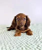 AKC Daisy, a female Miniature Dachshund for sale in Indianapolis, IN – 4 of 4
