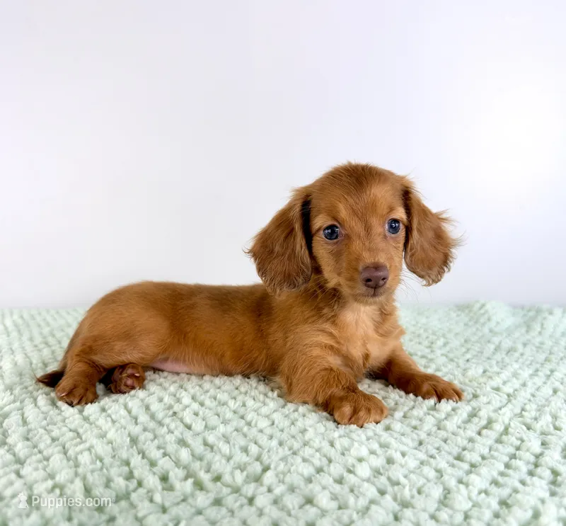 AKC Lillie – Miniature Dachshund puppy for sale in Indianapolis, IN
