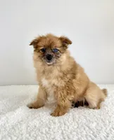 Cocoa, a female Pomeranian for sale in Indianapolis, IN – 2 of 5