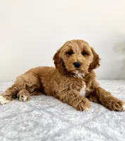 Grayson, a male Miniature Goldendoodle for sale in Indianapolis, IN – 4 of 6