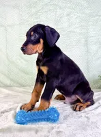 AKC Pharaoh , a male Doberman Pinscher for sale in Indianapolis, IN – Photo 5 of 5
