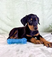 AKC Pharaoh , a male Doberman Pinscher for sale in Indianapolis, IN – Photo 3 of 5