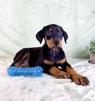 AKC Pharaoh , a male Doberman Pinscher for sale in Indianapolis, IN – Photo 2 of 5