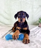 AKC Pharaoh , a male Doberman Pinscher for sale in Indianapolis, IN – Photo 4 of 5