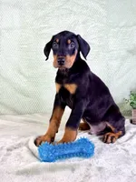 AKC Pharaoh , a male Doberman Pinscher for sale in Indianapolis, IN – Photo 1 of 5