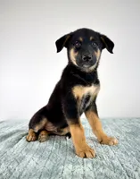 Bear, a male Australian Cattle Dog and German Shepherd Dog for sale in Indianapolis, IN – 5 of 5