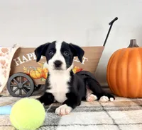 Oakley, a male Border Collie for sale in Indianapolis, IN – 3 of 6