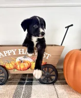 Harvest, a male Border Collie for sale in Indianapolis, IN – 4 of 5