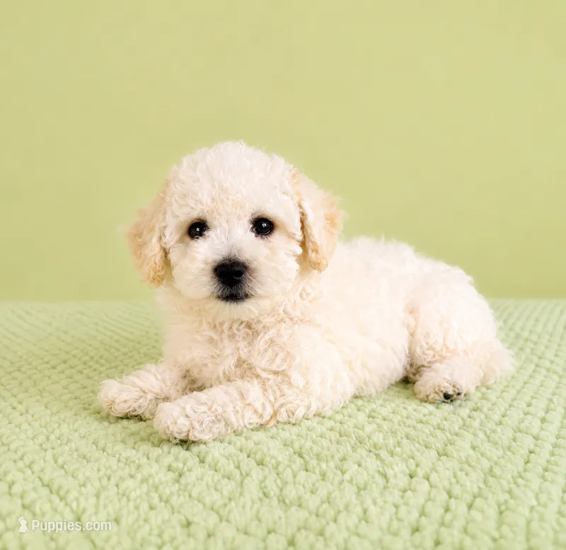 Bo – Bichon Frise puppy for sale in Indianapolis, IN