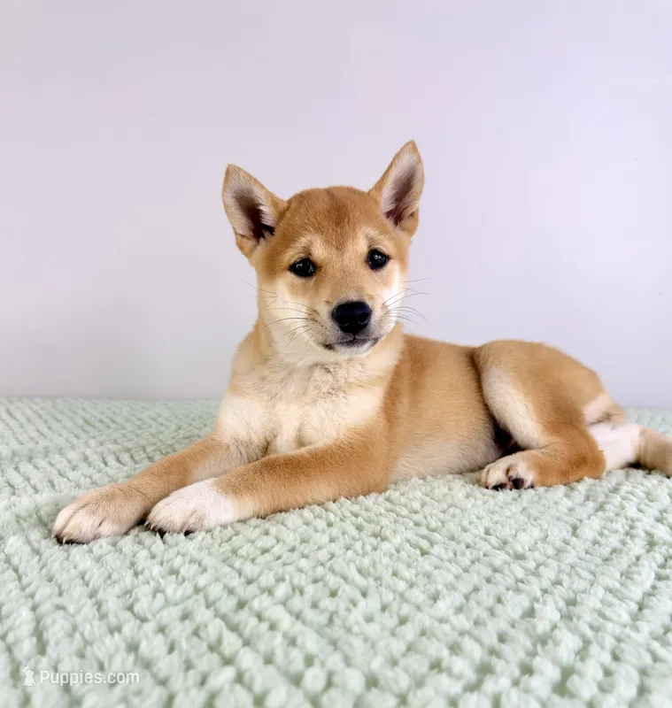 AKC Shiba – Shiba Inu puppy for sale in Indianapolis, IN