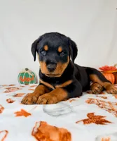 Duke, a female Rottweiler for sale in Indianapolis, IN – 4 of 6