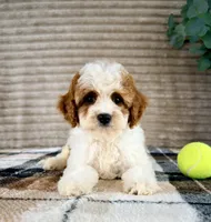 Dory, a female Cavapoo for sale in Indianapolis, IN – 3 of 6