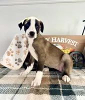 Cinnamon, a female Border Collie for sale in Indianapolis, IN – 3 of 5