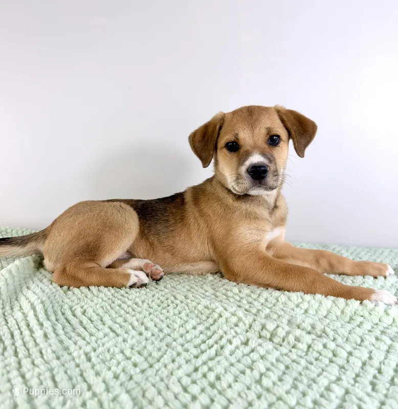 Callie – Border Collie, Cane Corso puppy for sale in Indianapolis, IN