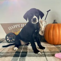 Hazel, a female Border Collie for sale in Indianapolis, IN – 6 of 6