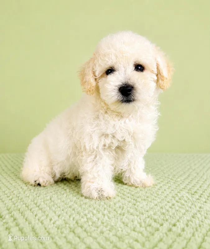 Bo – Bichon Frise puppy for sale in Indianapolis, IN