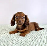 AKC Daisy, a female Miniature Dachshund for sale in Indianapolis, IN – 5 of 5