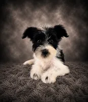AKC Stella, a female Miniature Schnauzer for sale in Indianapolis, IN – 4 of 5