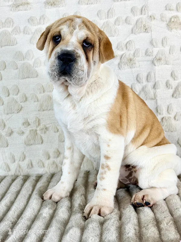 Gloria – Chinese Shar-Pei, Cocker Spaniel puppy for sale in Indianapolis, IN