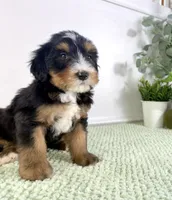 Chucky, a male Miniature Bernedoodle for sale in Indianapolis, IN – 4 of 5