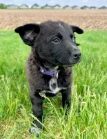 Brooke, a female Australian Cattle Dog and German Shepherd Dog for sale in Indianapolis, IN – 2 of 4