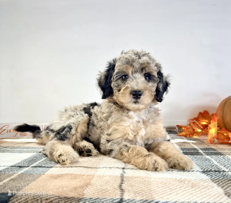 Ginny – Miniature Bernedoodle puppy for sale in Indianapolis, IN