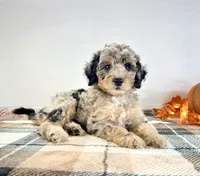 Ginny, a female Miniature Bernedoodle for sale in Indianapolis, IN – 1 of 6