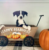 Oakley, a male Border Collie for sale in Indianapolis, IN – 4 of 6