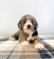 Agnes, a female Miniature Bernedoodle for sale in Indianapolis, IN – 3 of 5