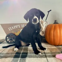 Hazel, a female Border Collie for sale in Indianapolis, IN – 5 of 5