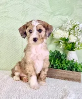 Spot, a male Miniature Bernedoodle for sale in Indianapolis, IN – Photo 5 of 6