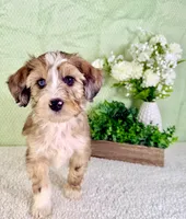 Spot, a male Miniature Bernedoodle for sale in Indianapolis, IN – Photo 4 of 6