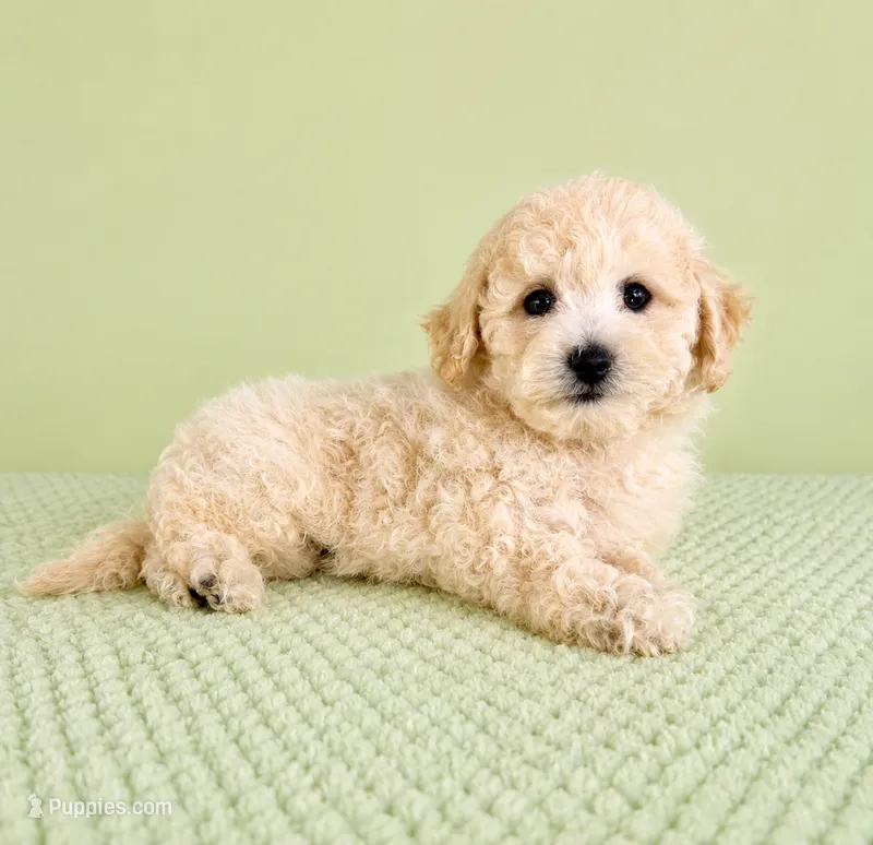 Barry – Bichon Frise puppy for sale in Indianapolis, IN