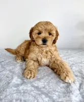 Goldie, a female Miniature Goldendoodle for sale in Indianapolis, IN – 3 of 5