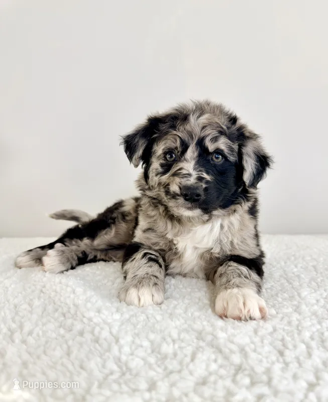 Snickers – Aussiedoodle puppy for sale in Indianapolis, IN