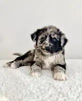 Snickers, a female Aussiedoodle for sale in Indianapolis, IN – 1 of 5