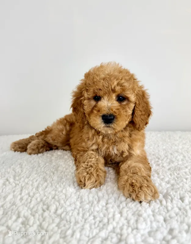 Poppy – Miniature Goldendoodle puppy for sale in Indianapolis, IN