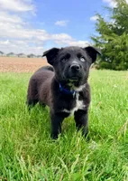 Blue, a male Australian Cattle Dog and German Shepherd Dog for sale in Indianapolis, IN – 3 of 5
